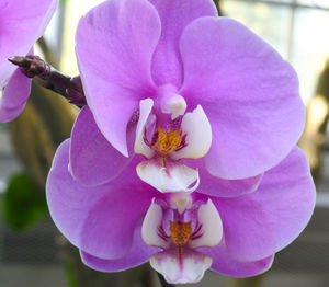 Close-up of pink orchids