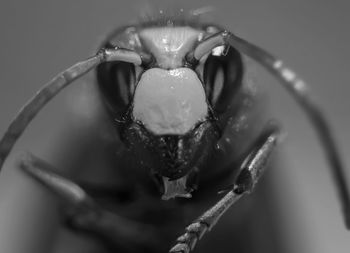 Close-up of insect