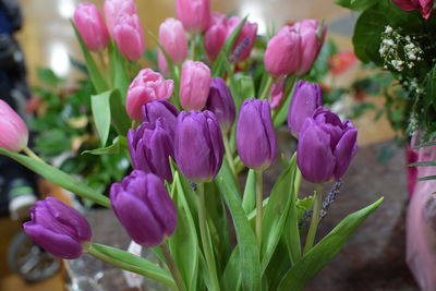 Close-up of purple tulips