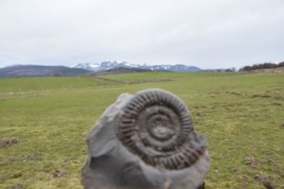 Close-up of a reptile on a field