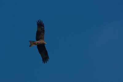 Low angle view of eagle flying against clear blue sky