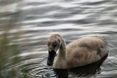 Swan chick exercising how to dive for plants near the brink. valby park, copenhagen.