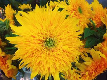 Detail shot of yellow flower