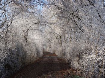 Full frame shot of tree