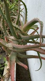 Close-up of succulent plant