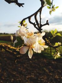 Close-up of white cherry blossoms in spring