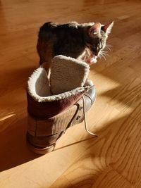 High angle view of a cat