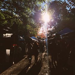 Sun shining through trees