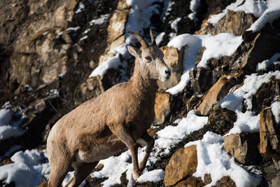 Deer on snow covered field