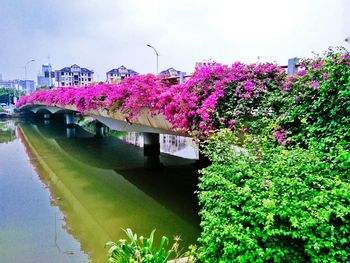 Pink flowers in park