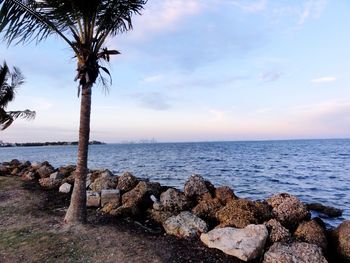 Palm trees growing at seaside against sky