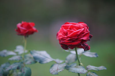 Close-up of red rose