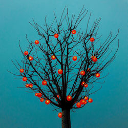 Low angle view of red berries on tree against sky