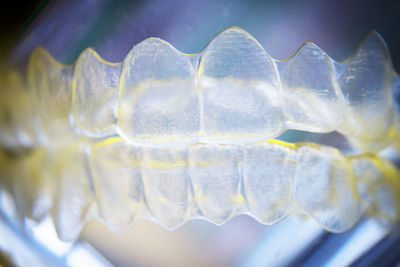 Close-up of jellyfish in water