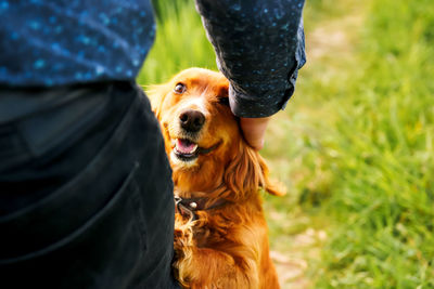 Orange spaniel. hand caressing cute homeless dog with sweet looking eyes in summer park. person 