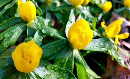 Close-up of water drops on flower