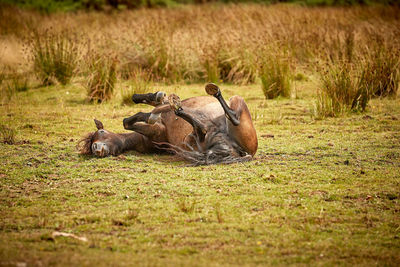 View of an animal lying on grass