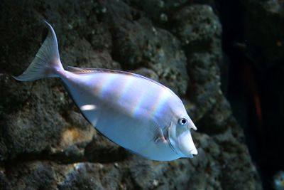 Close-up of fish swimming in aquarium