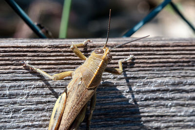 Close-up of insect on wood