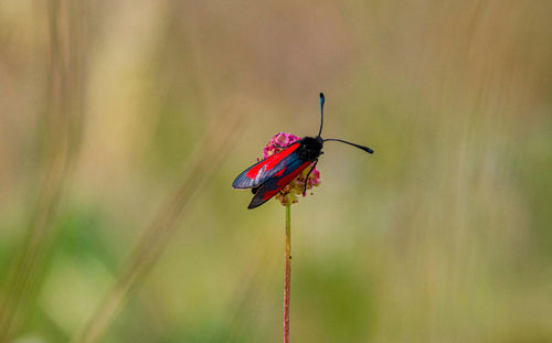 Close-up of insect on plant