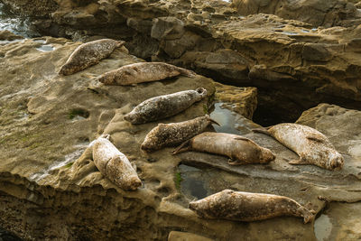 High angle view of rock formations and seals 