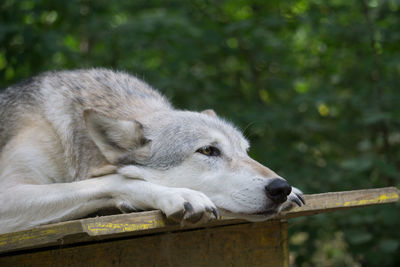 Close-up of a dog