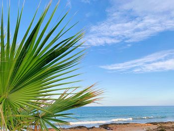 Palm tree by sea against sky