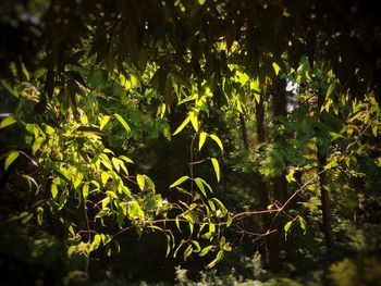 Close-up of fresh green plants in forest