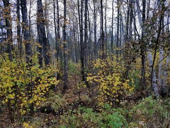 Trees growing in forest