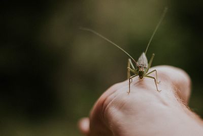 Cropped image of hand with insect