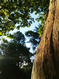 Low angle view of tree against sky