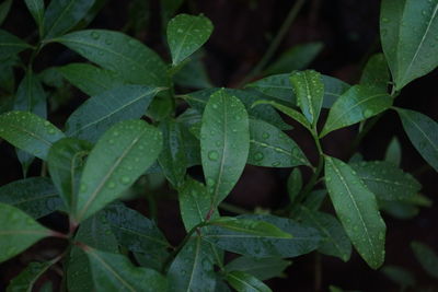 Close-up of wet leaves