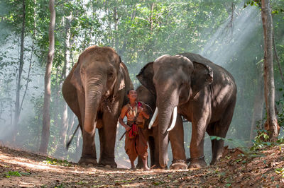 Senior man standing by elephants in forest