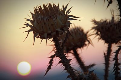 Low angle view of thistle against sky during sunset