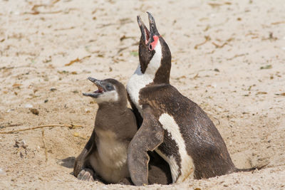 View of a penguin 