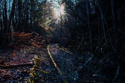 Trees and plants in forest during autumn