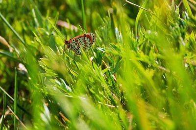 Close-up of butterfly on grass