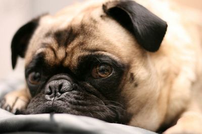 Close-up portrait of a dog