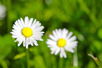 Close-up of daisy flowers