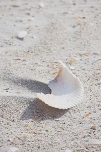 Close-up of seashell on sand at beach