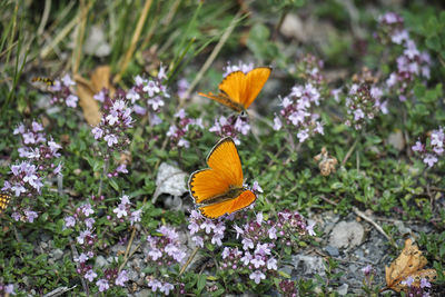 Close-up of butterfly pollinating on purple flower