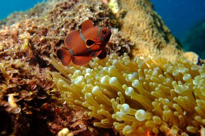 Fish swimming in sea