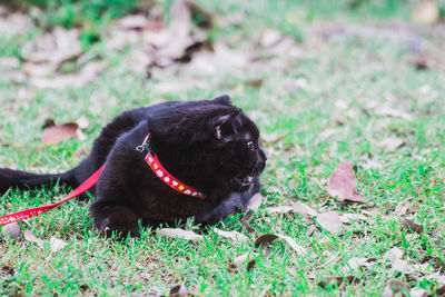 Black dog in a field