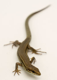 Close-up of lizard on white background