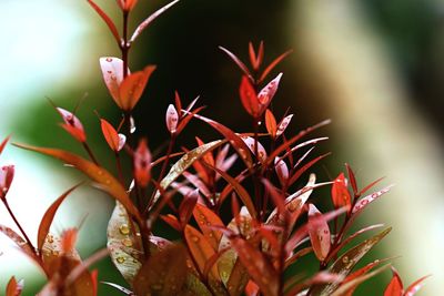Close-up of red flowering plant