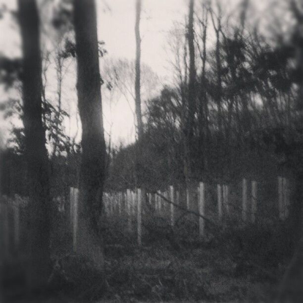 tree, tranquility, tree trunk, tranquil scene, nature, growth, field, landscape, forest, fog, branch, beauty in nature, bare tree, scenics, fence, woodland, no people, outdoors, non-urban scene, selective focus