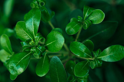 Close-up of green leaves