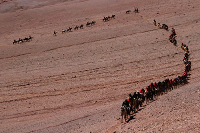High angle view of people riding horses on landscape