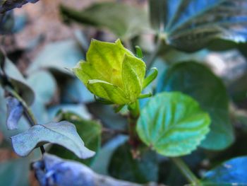 Close-up of plant