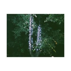 Close-up of fresh green plants in water